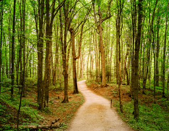 Nature trails and walking trails